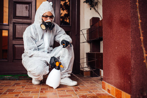 Reliable Wasp Removal contractor in Manitou Springs, CO by Show Me Pest Control